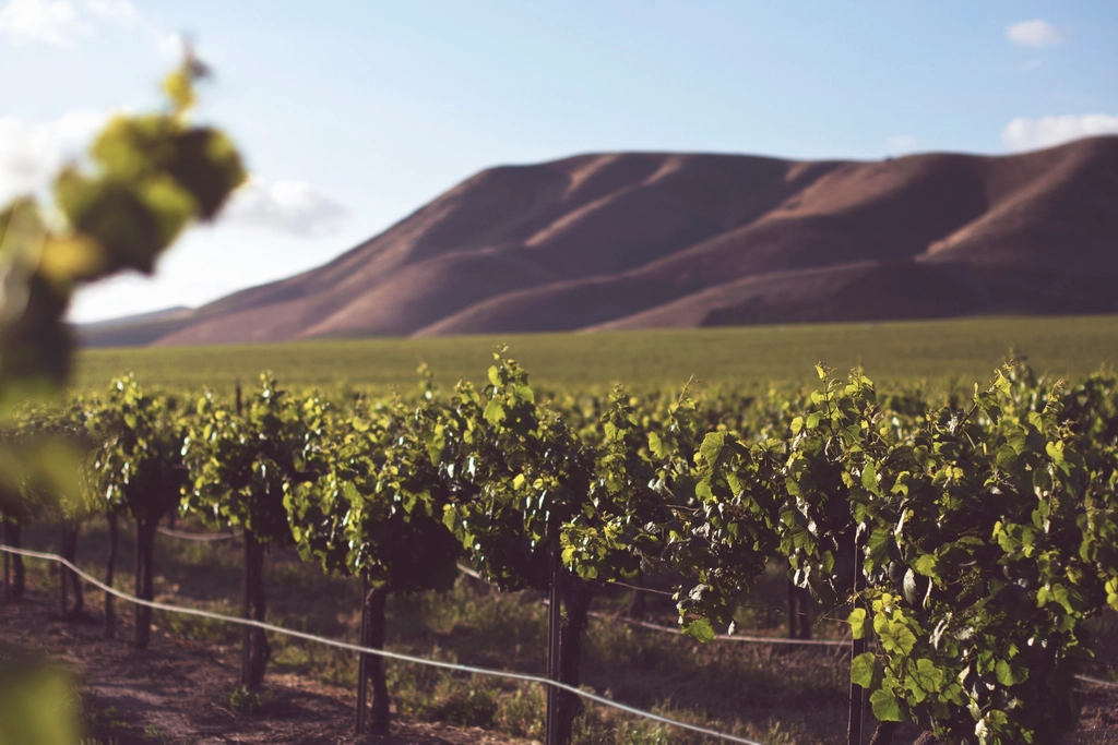 Vignes au soleil