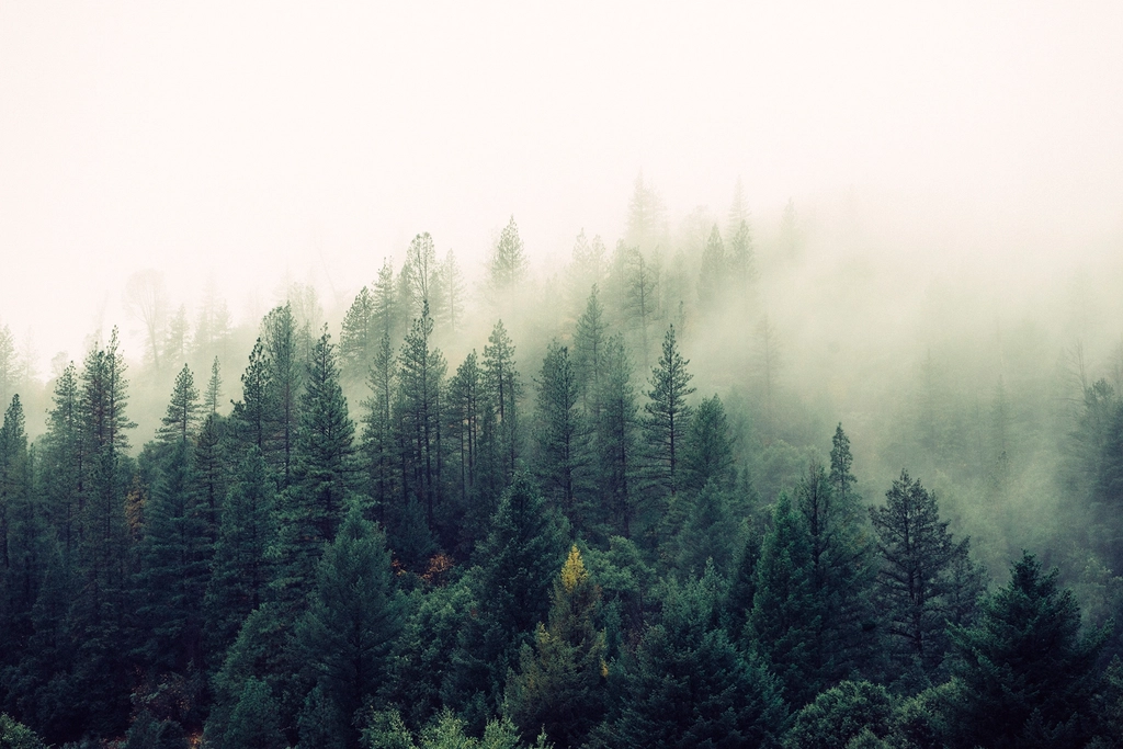 Foret brumeuse