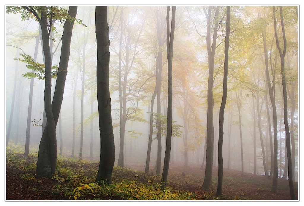 Sous-bois